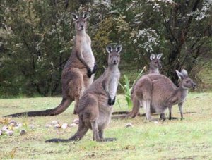 ist dort jemand_400_302.jpg