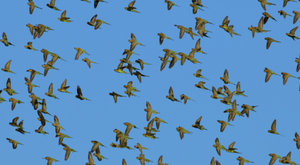 Australien o7 011.jpg