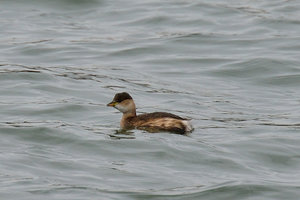 DSC_3160_006.JPG DSC_3160_006.JPG