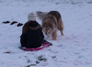 Rocky und Ruby 2015 im Schnee.JPG