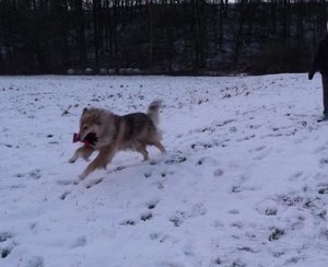 Rocky mit Handschuh 2015 Schnee.JPG