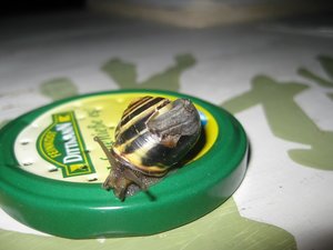 schnecke.jpg schnecke.jpg
