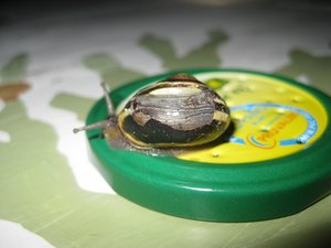 schnecke2.jpg schnecke2.jpg