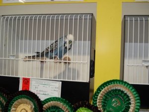 Schauvogel  Sieger Normal grau 08.jpg