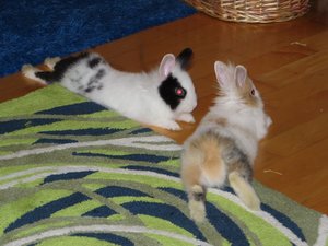 IMG_5507 - Kopie.JPG IMG_5507 - Kopie.JPG