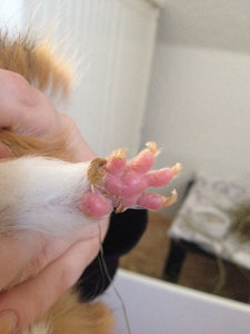 ImageUploadedByTapatalk1424357854.092227.jpg ImageUploadedByTapatalk1424357854.092227.jpg