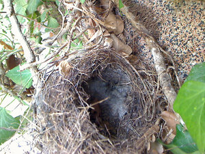Nest.jpg Nest.jpg