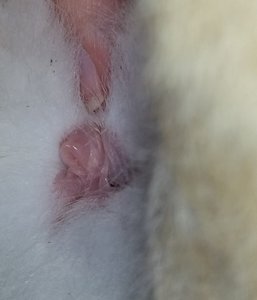 geschlechtfynn.jpg geschlechtfynn.jpg