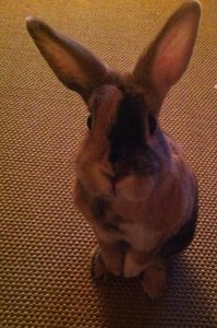 486918_4951092898996_821366406_n.jpg 486918_4951092898996_821366406_n.jpg