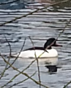 2015-04-02 12.09.41.jpg