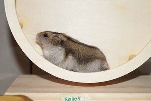 DSC00683.jpg DSC00683.jpg