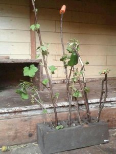 uploadfromtaptalk1432550205689.jpg uploadfromtaptalk1432550205689.jpg