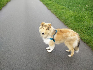 ein echter collie.jpg