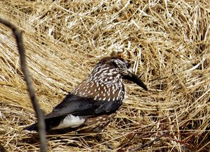 F TannenhÃ¤her 2.jpg