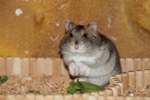 DSC02175.jpg DSC02175.jpg