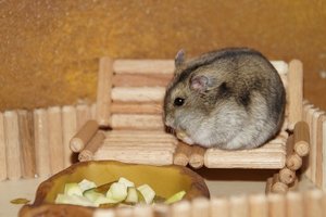 DSC02270.jpg DSC02270.jpg