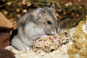 DSC02444.jpg DSC02444.jpg