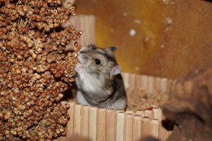 DSC02602.jpg DSC02602.jpg