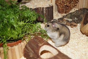 DSC02620.jpg DSC02620.jpg