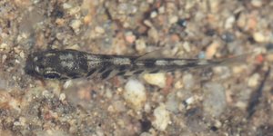 IMG_0968.JPG IMG_0968.JPG