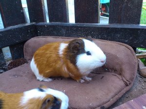 IMG-20150517-WA0035.jpg IMG-20150517-WA0035.jpg