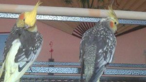 _wsb_450x253_11227648_974080539270253_1625405508508209528_n.jpg _wsb_450x253_11227648_974080539270253_1625405508508209528_n.jpg