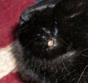 Screen Shot 05-29-15 at 06.53 PM.JPG