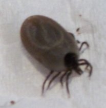 Screen Shot 05-30-15 at 06.56 AM 001.JPG