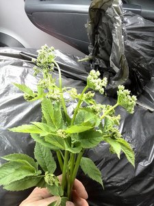 IMG_20150531_180510 - Kopie.jpg