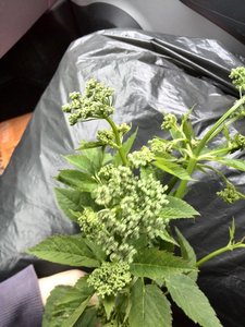 IMG_20150531_180521 - Kopie.jpg