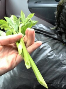 IMG_20150531_180529 - Kopie.jpg