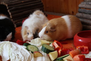 Nora_Futter.JPG Nora_Futter.JPG