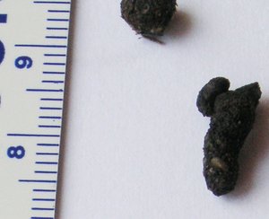 PICT0011.JPG PICT0011.JPG