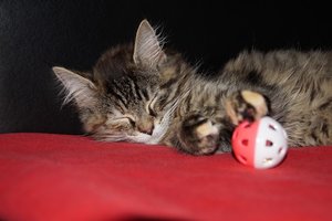 DSC02900.jpg DSC02900.jpg