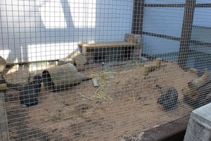 die rechte Seite des Geheges durchs Gitter fotografiert _ Foto verkleinert.jpg die rechte Seite des Geheges durchs Gitter fotografiert _ Foto verkleinert.jpg