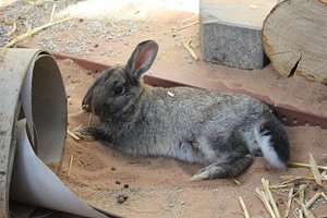 Sonja mit 3 Monaten _ Foto verkleinert.jpg Sonja mit 3 Monaten _ Foto verkleinert.jpg