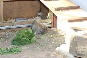 Schnuffi ca. 3 Monate alt _ Foto verkleinert.jpg Schnuffi ca. 3 Monate alt _ Foto verkleinert.jpg