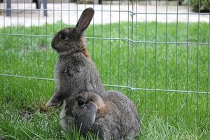 Soni und Schnuffi draußen ca. 3 Monate alt _ Foto verkleinert.jpg Soni und Schnuffi draußen ca. 3 Monate alt _ Foto verkleinert.jpg