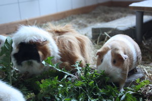 BestFriends.JPG BestFriends.JPG