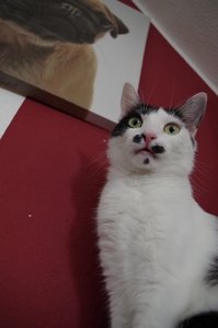 IMGP1358Kopie_zps5cscqeay.jpg IMGP1358Kopie_zps5cscqeay.jpg