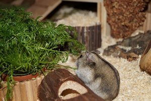 DSC02595.jpg DSC02595.jpg