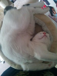 IMG-20140428-WA0001_zpsnyhr4295.jpg IMG-20140428-WA0001_zpsnyhr4295.jpg