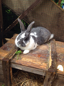 ImageUploadedByTapatalk1435071980.409134.jpg ImageUploadedByTapatalk1435071980.409134.jpg