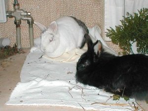 yuki und pÃ¼ppi1.jpg