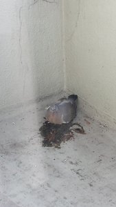 2015-06-24 17.58.20 (360x640).jpg 2015-06-24 17.58.20 (360x640).jpg