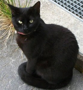 Screen Shot 07-01-15 at 11.17 AM.JPG