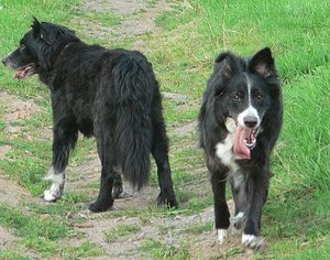 Hütehund.jpg Hütehund.jpg