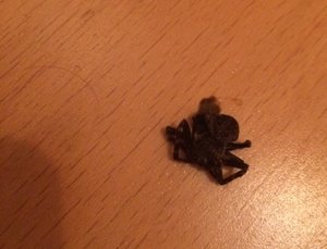 spinne.jpg spinne.jpg