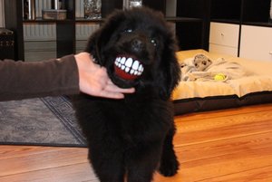 Abby hat gute Laune.jpg