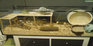 Hamster.png Hamster.png